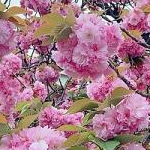 ニャンちゅうさんのプロフィール画像