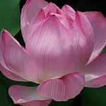 なんちゃましまし