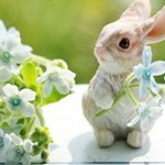 うさみみうさこさんのプロフィール画像