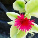 たぬこさんのプロフィール画像