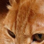 menkoi_neko_iriさんのプロフィール画像