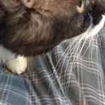 ないんさんのプロフィール画像