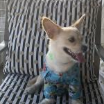 てつまるさんのプロフィール画像