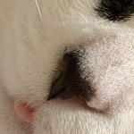 チロルさんのプロフィール画像