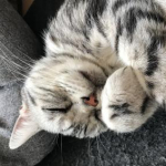 かまるさんのプロフィール画像