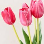 ねねさんのプロフィール画像