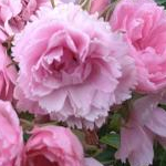 はなたんさんのプロフィール画像