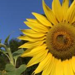 sachiさんのプロフィール画像