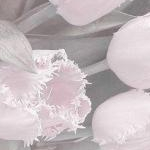 うるめすさんのプロフィール画像