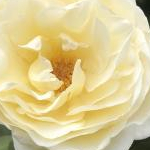 おーがにっくママ