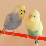 ミルさんのプロフィール画像