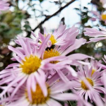 CSさんのプロフィール画像