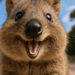 もちわらびーさんのプロフィール画像