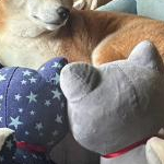 こげちひろ
