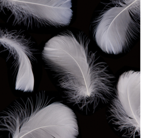 コキール（白）の商品画像