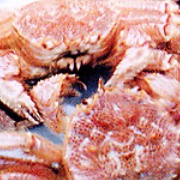 厚岸産浜茹で毛ガニ　特大1匹の口コミ（クチコミ）情報の商品写真