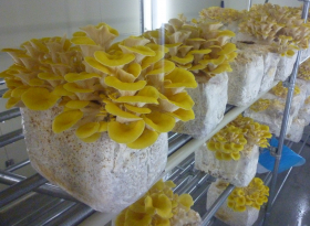 「永命（えいめい）（株式会社和漢薬研究所）」の商品画像の2枚目