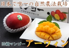 自然農法アーウィン 秀品1kg(2～3個)(沖縄マンゴー生産研究会)の口コミ（クチコミ）情報の商品写真