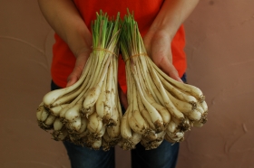 「島らっきょう（生/土付き）（株式会社マキ屋フーズ）」の商品画像