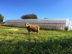 「ROSE HERB TEA 5 TETRA BAGS（ROSE LABO株式会社）」の商品画像の4枚目