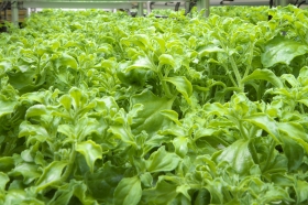 「新妊活サプリ『VEGEMAMA ベジママ』（VEGESTORYー植物工場物語ー）」の商品画像の3枚目