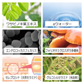 「まるで美容液用のような高濃度乳液『モリンガブライトミルク60ml』（合資会社ネプト・プランニング）」の商品画像の4枚目