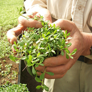 クラピア24ポット苗（花色：白 S1）の商品画像