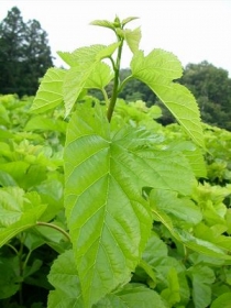 「【国産100％】【保存料・着色料無添加】あじかんのおいしい青汁（株式会社あじかん）」の商品画像の3枚目