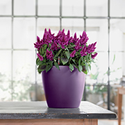 「ドイツ・プレイモービル社製【レチューザ】ラウンド・28　カラー（バイオレット）（有限会社 ビージェイ(アセロラ倶楽部＆ＥＭＸ倶楽部））」の商品画像