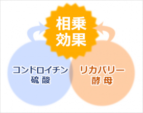 「コンドロイチンA ＋リカバリー酵母　240粒（202512013）」の商品画像の2枚目