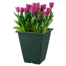 「リッチェル ネバール プランター（株式会社リッチェル）」の商品画像の2枚目