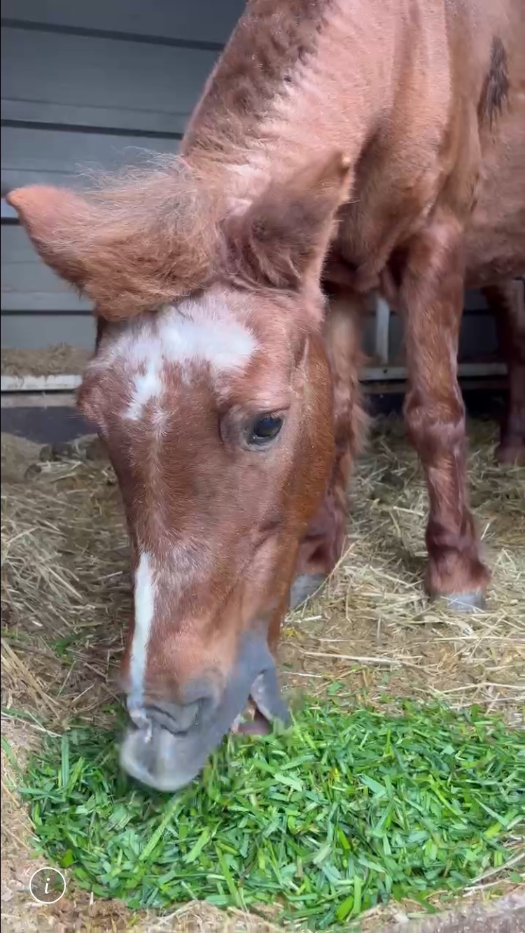 キチ　リタッチ