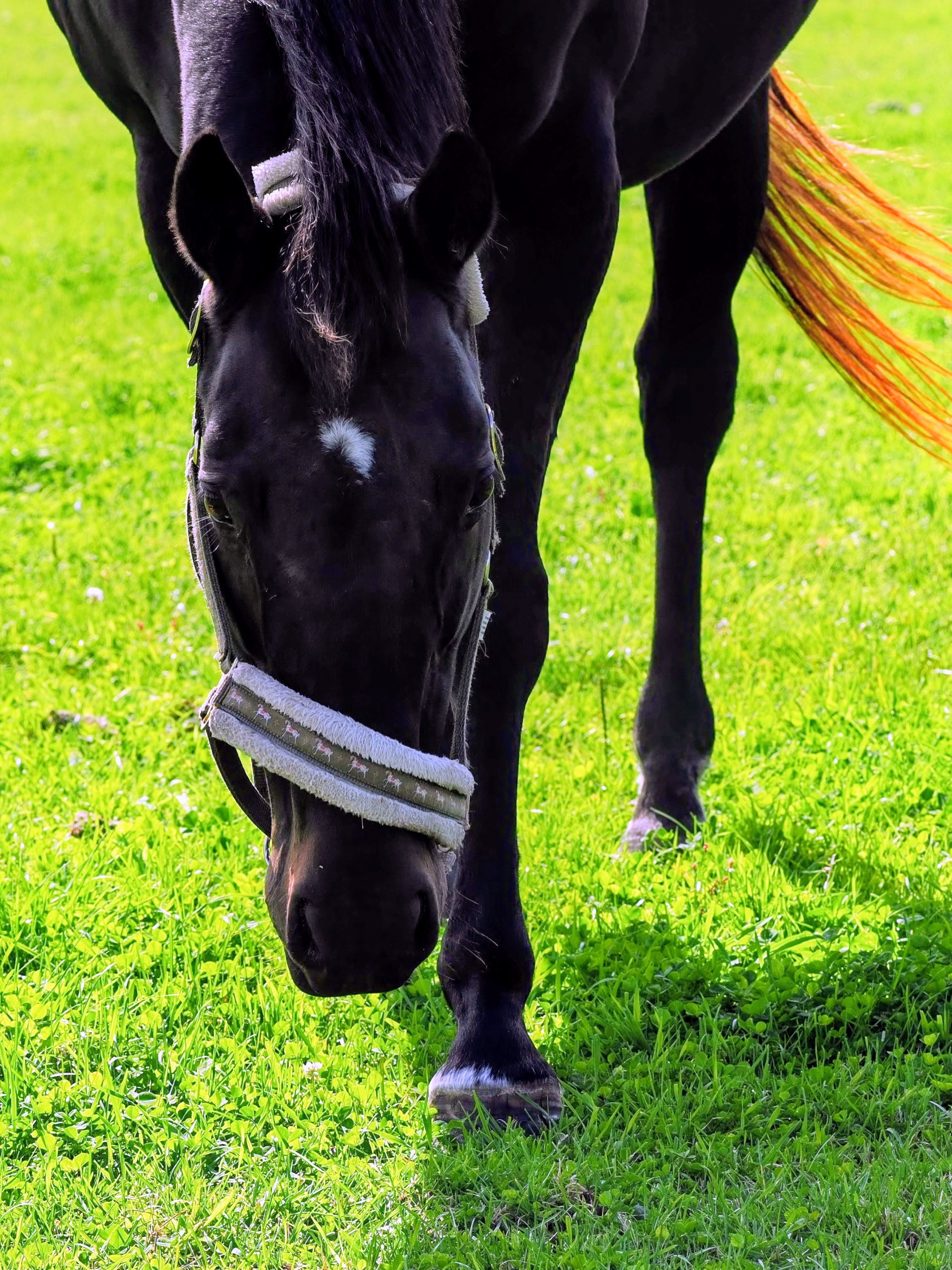 クーヴェルチュール