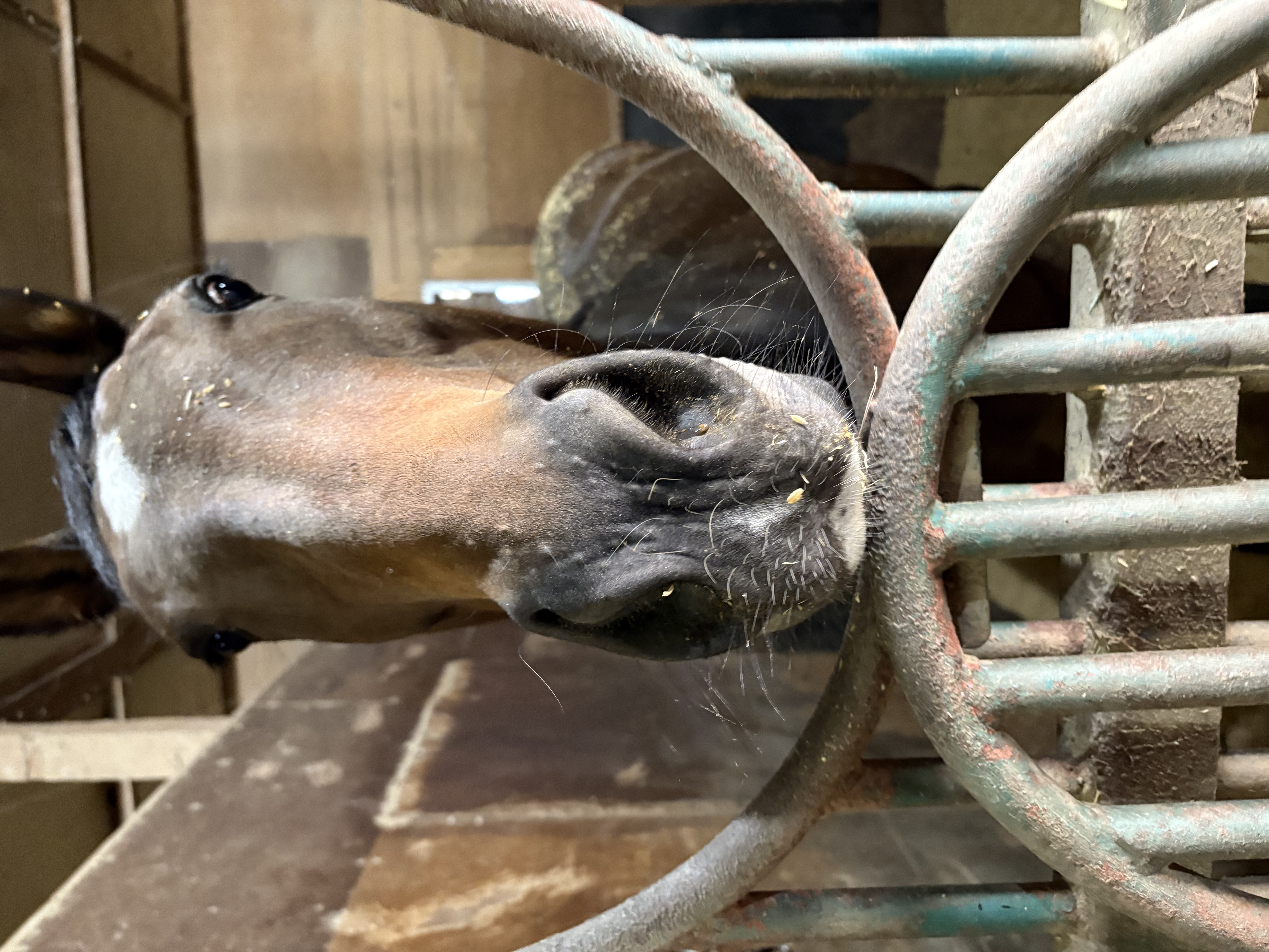 ミッテルライン