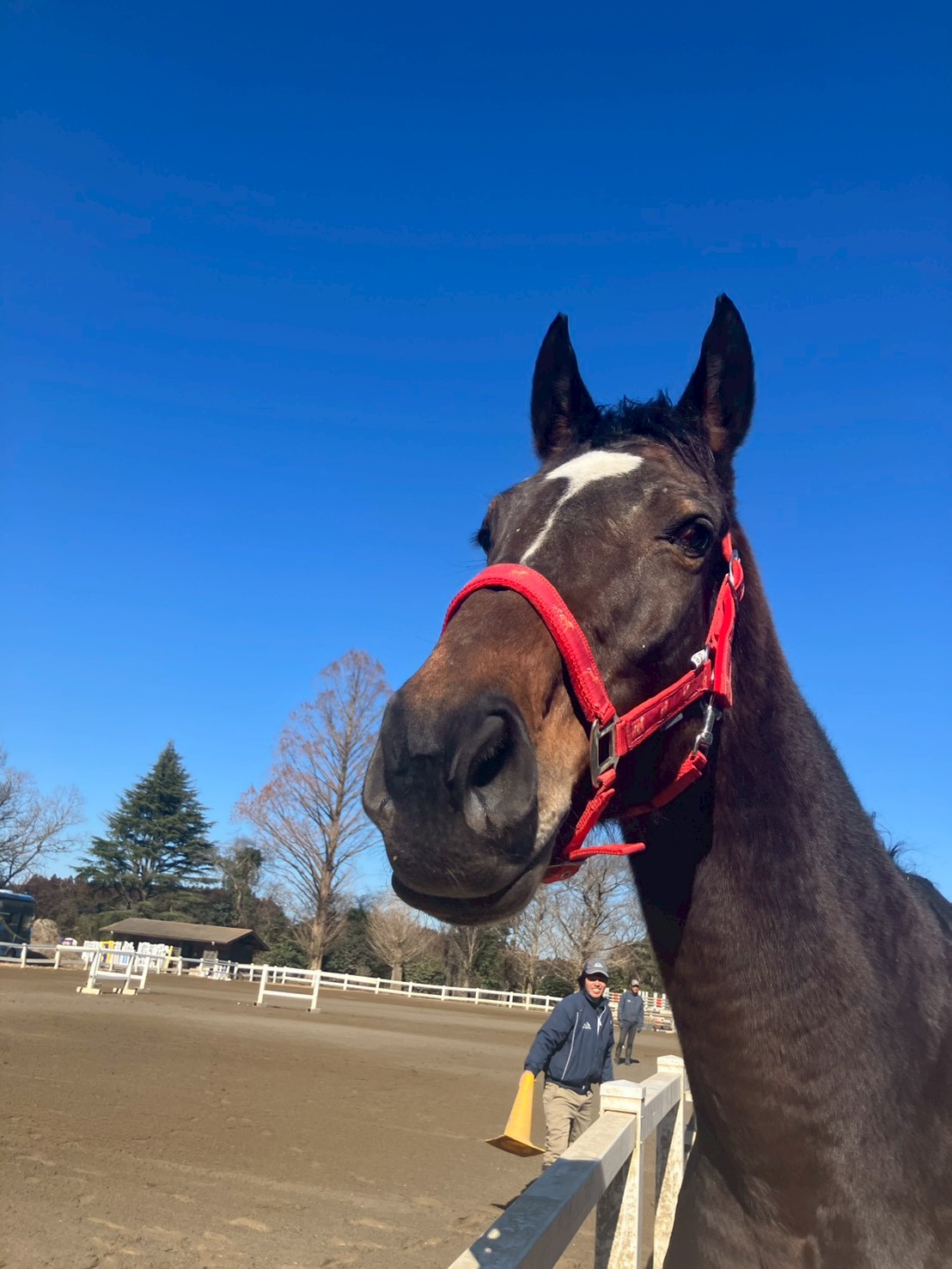 イチョウリタッチ