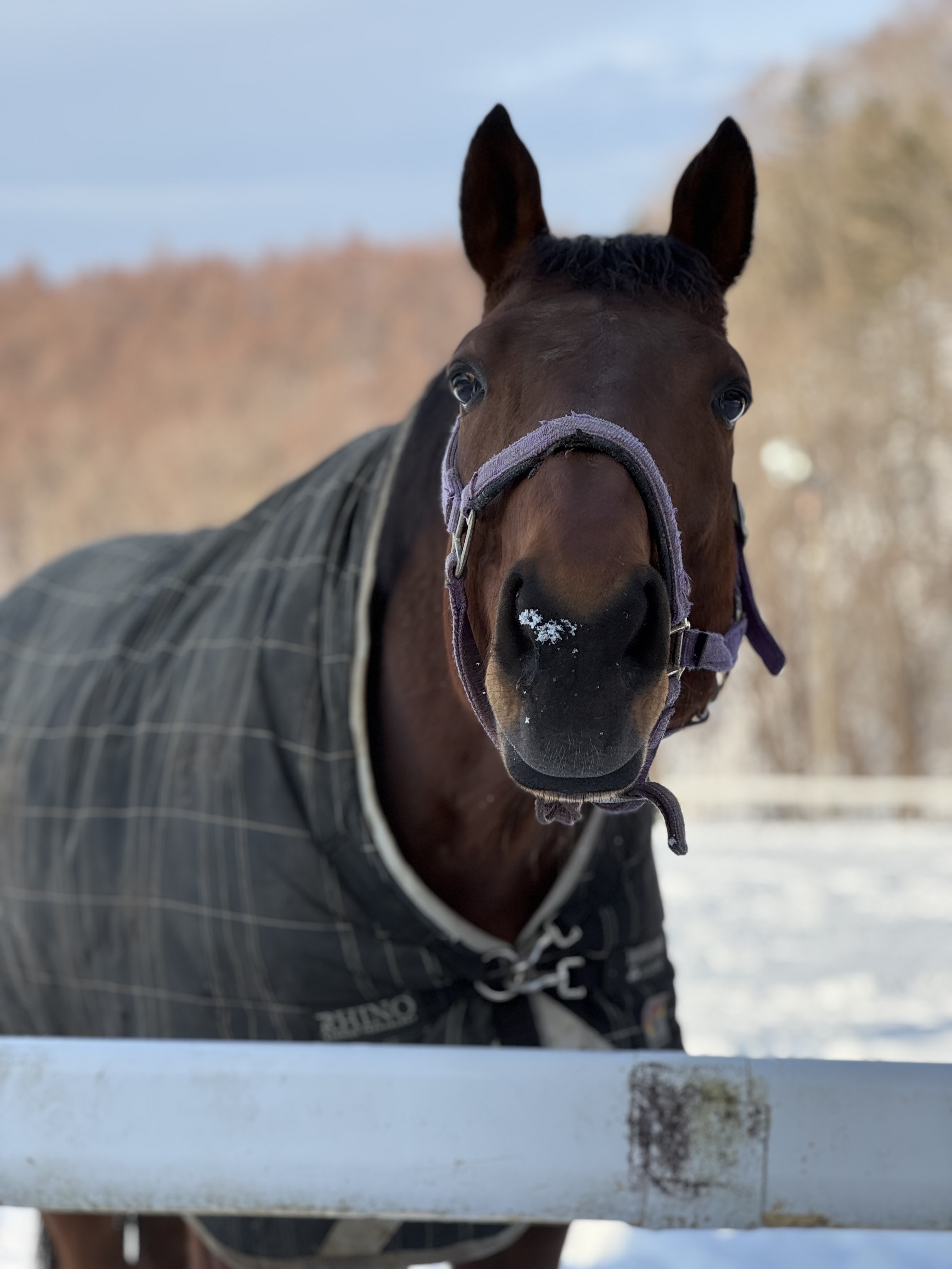 ウインドジャマー