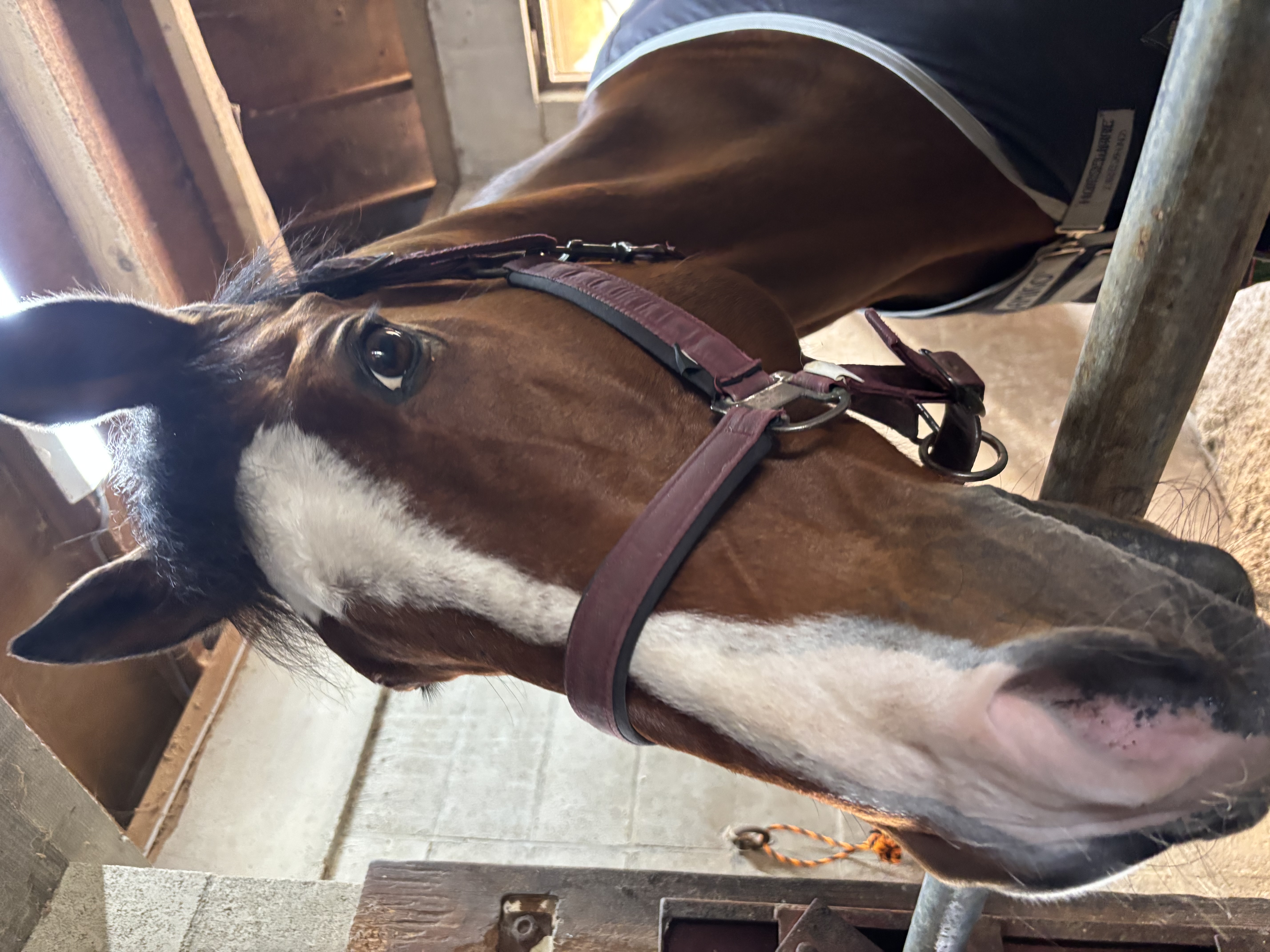 ファンタズミック