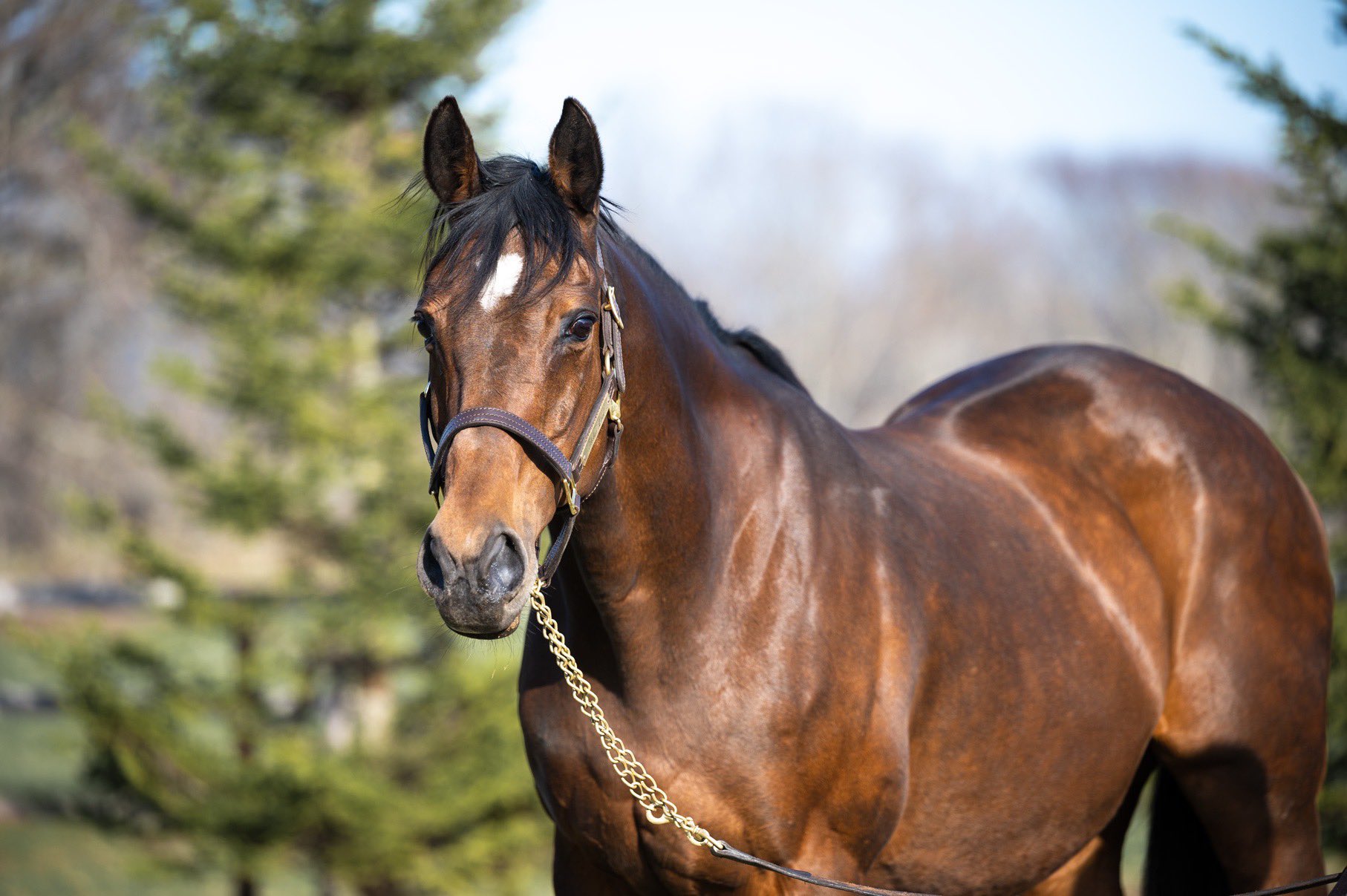 ミスペンバリー