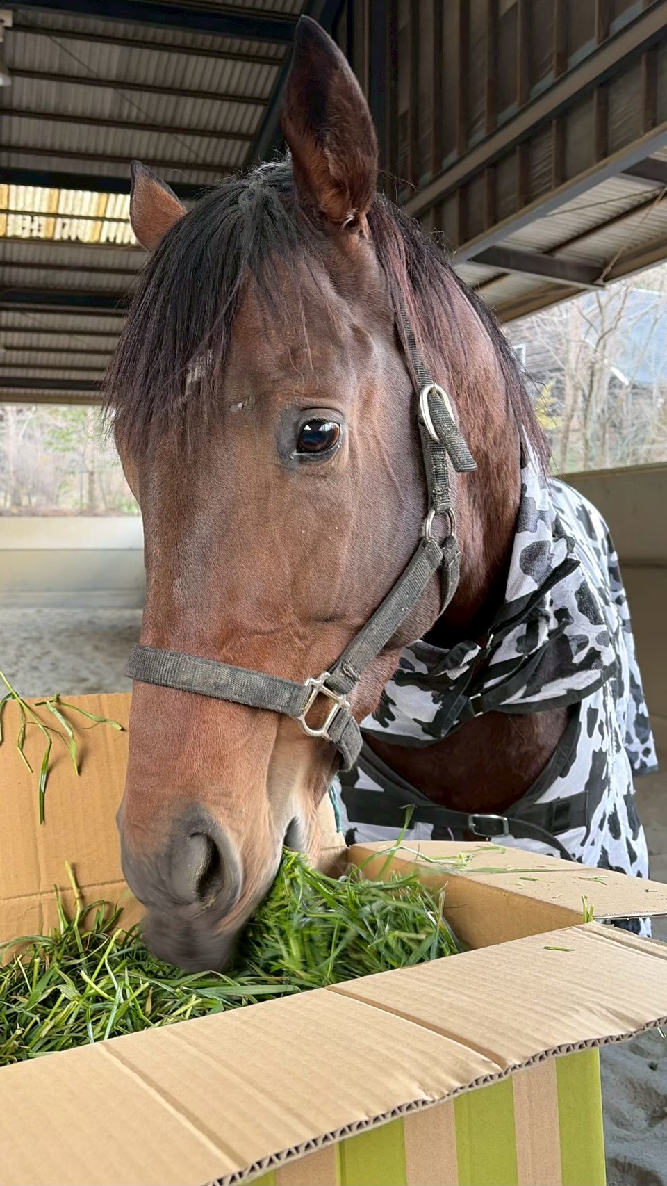 エトワールリタッチ