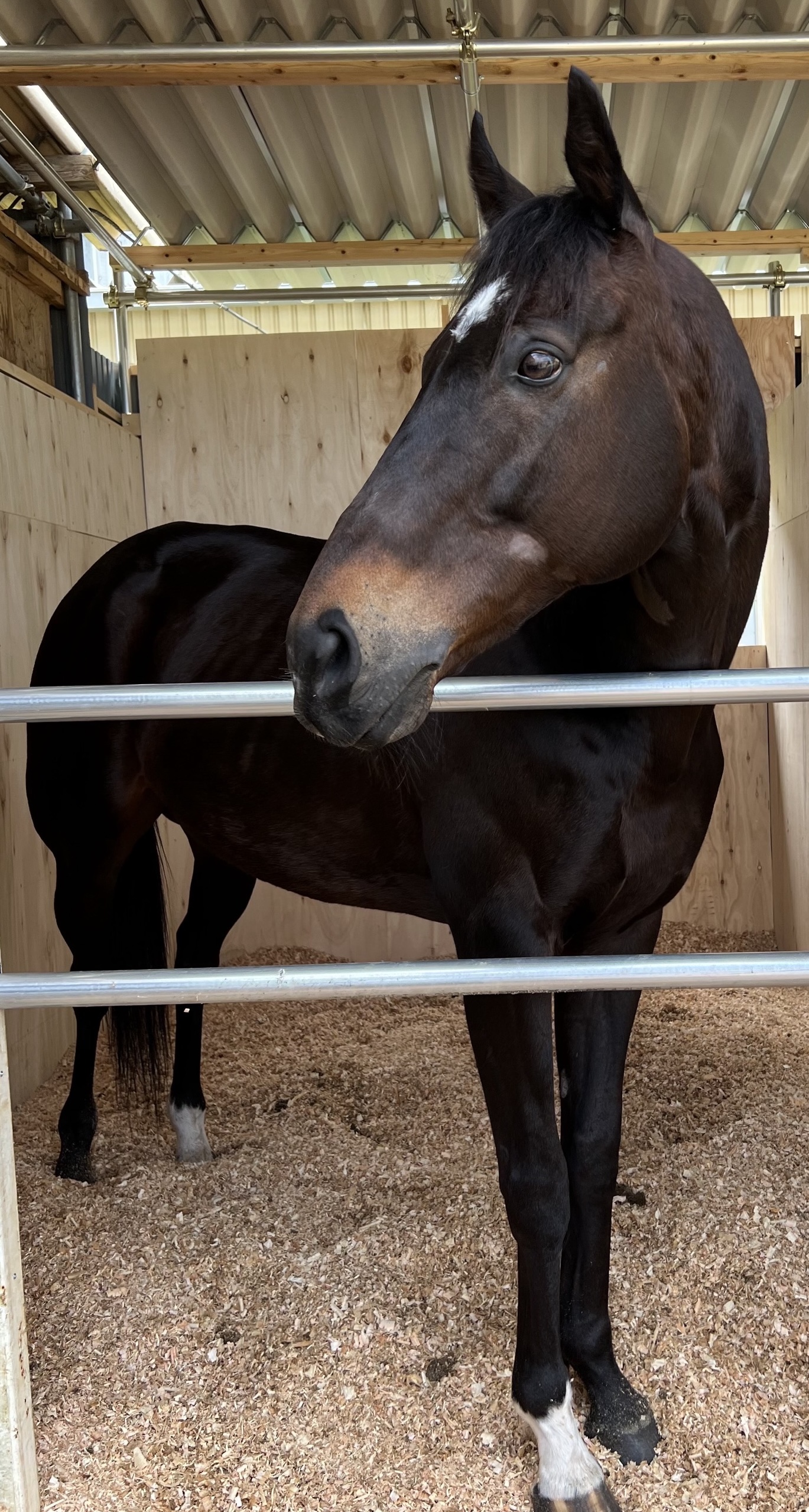 ブルーガーディアン