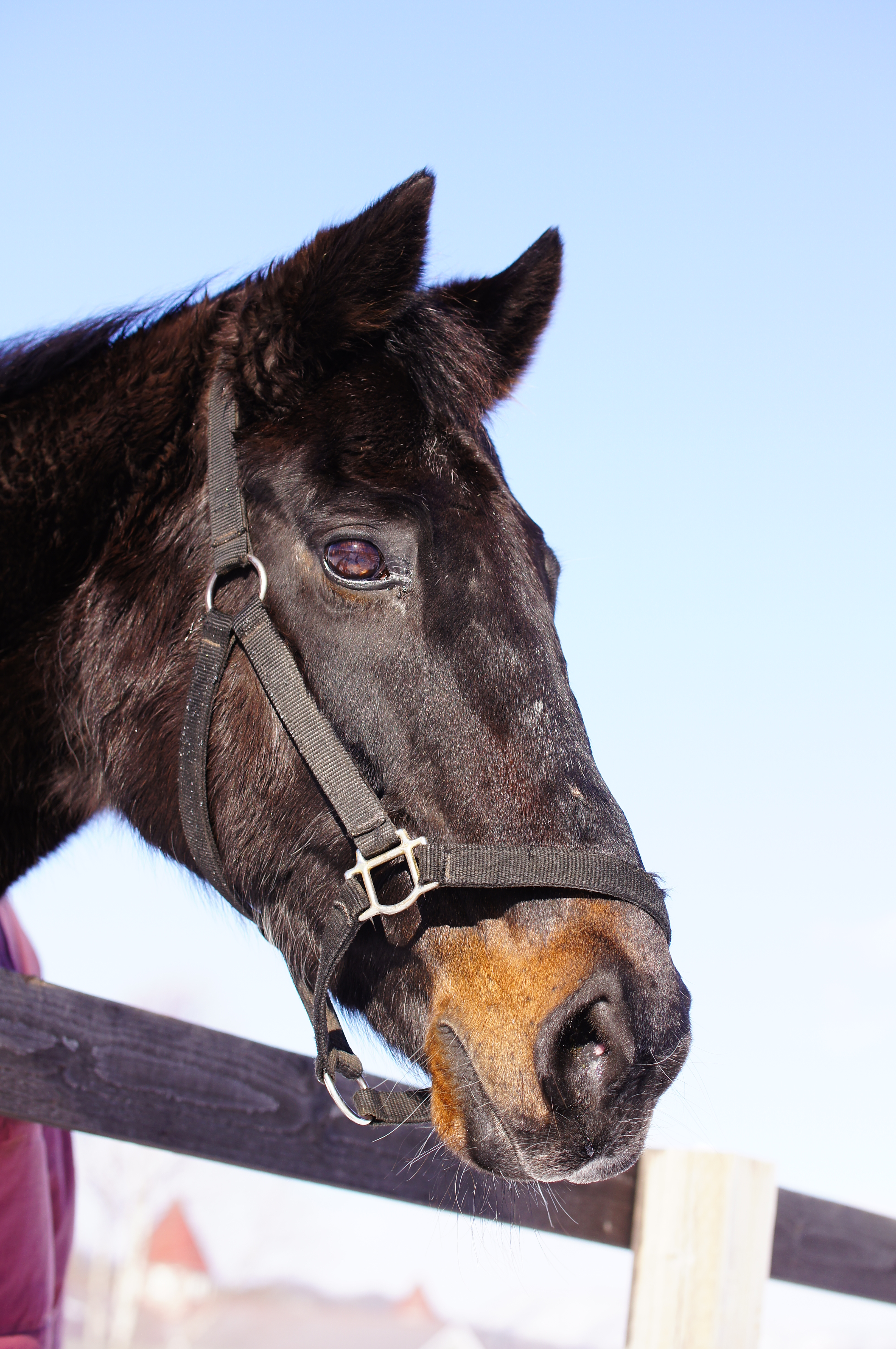 ウイニングチケット
