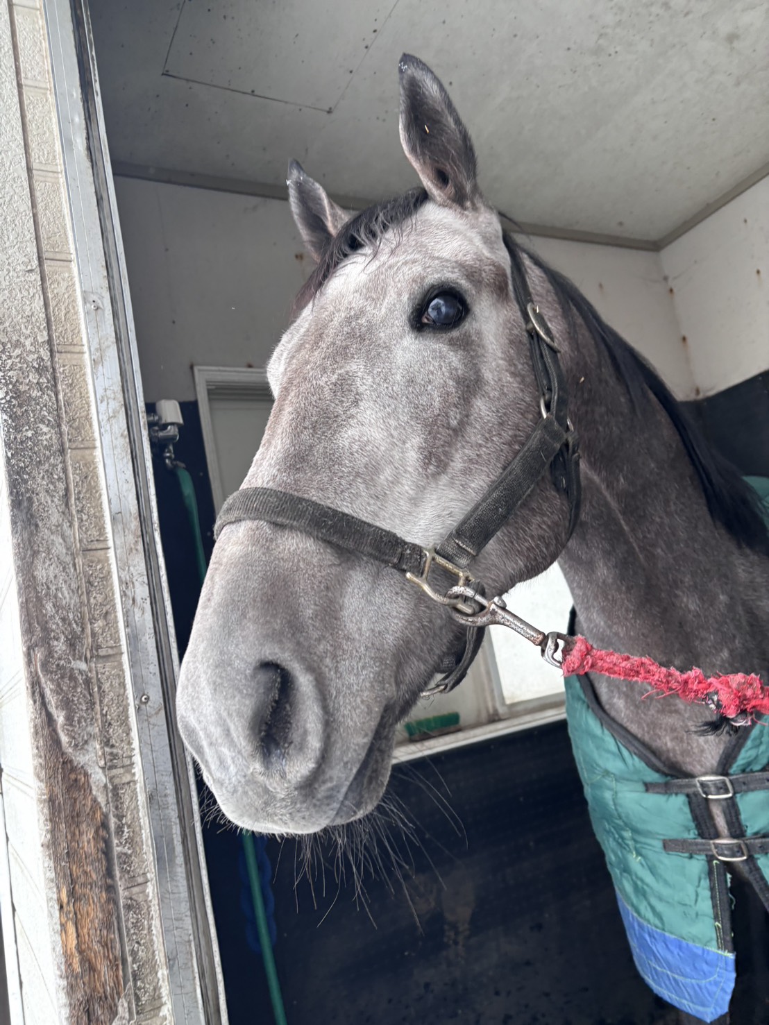 グリングリングラス