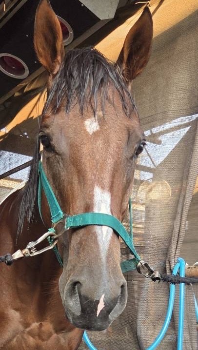 ルーンサフィール