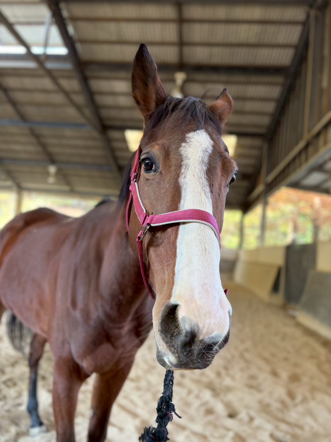 カエデ　リタッチ