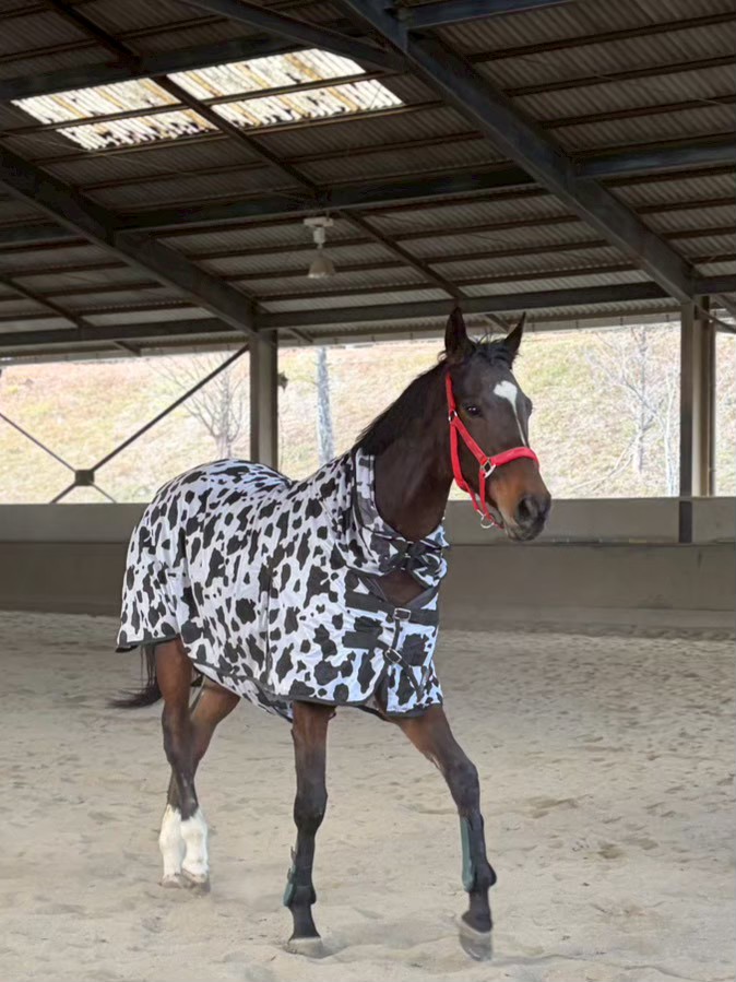 イチョウリタッチ