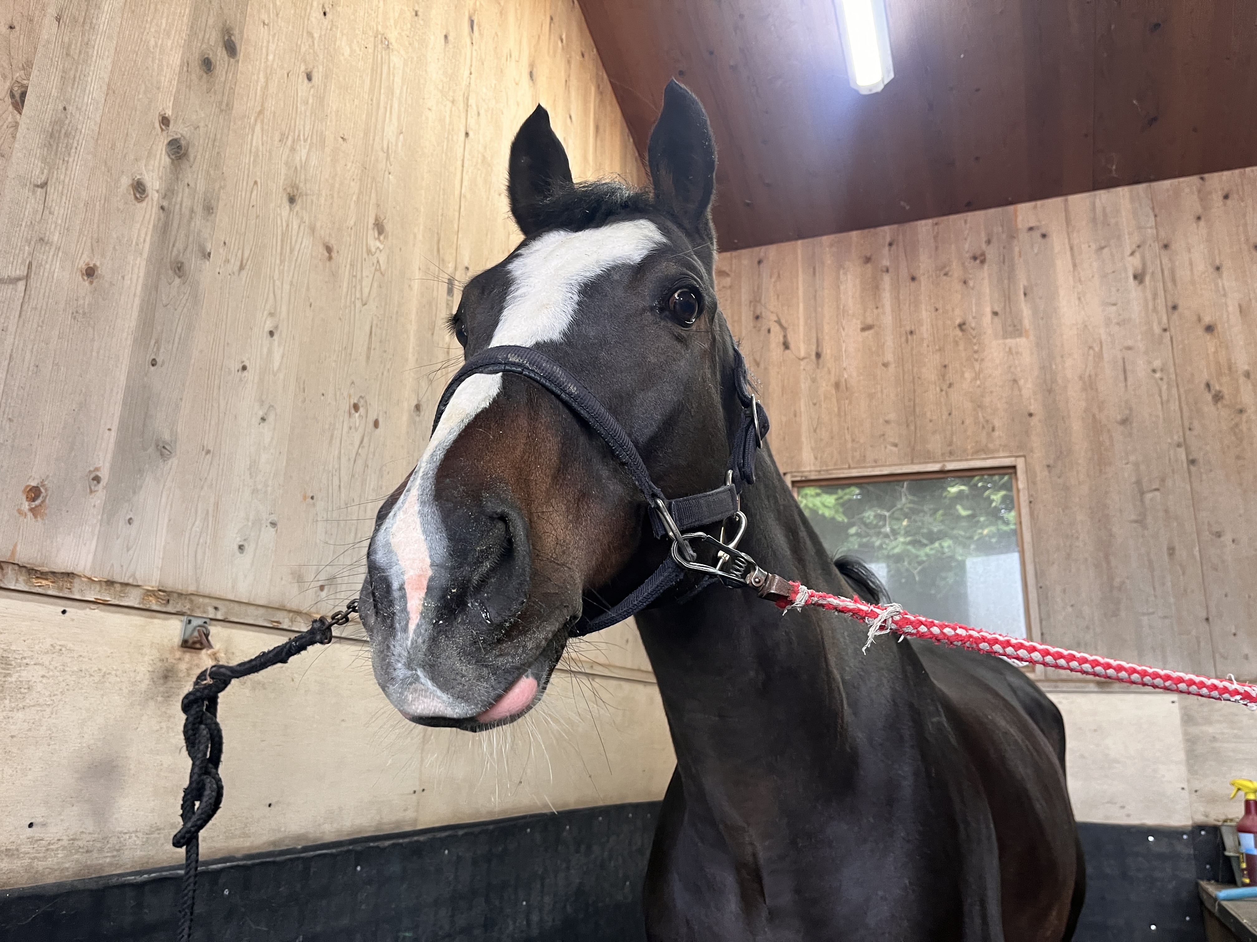 ハローマイキー