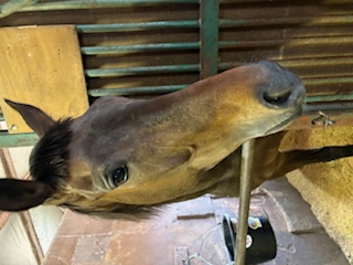 エイシンタヴェルナ