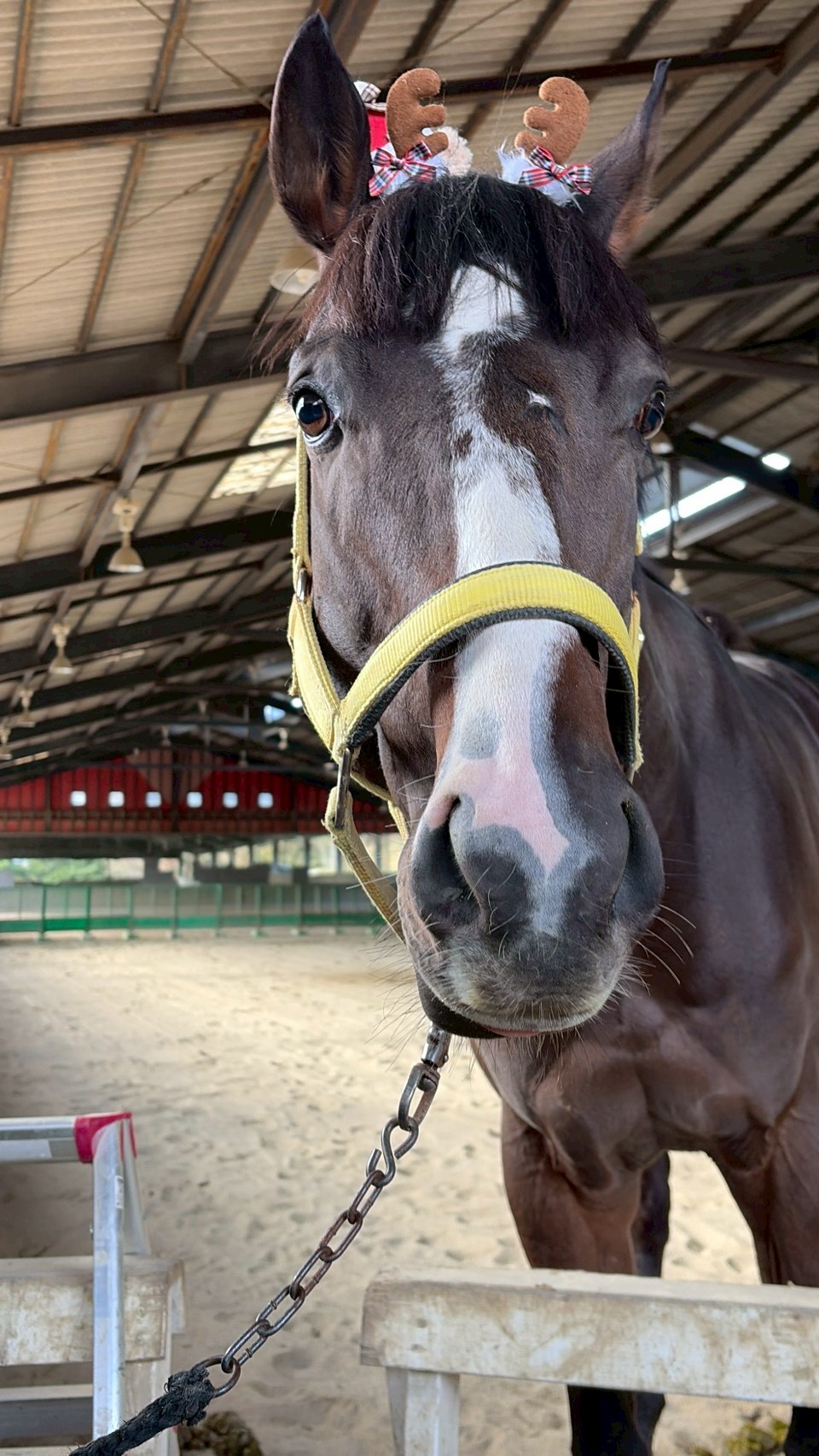 ダイチ　リタッチ