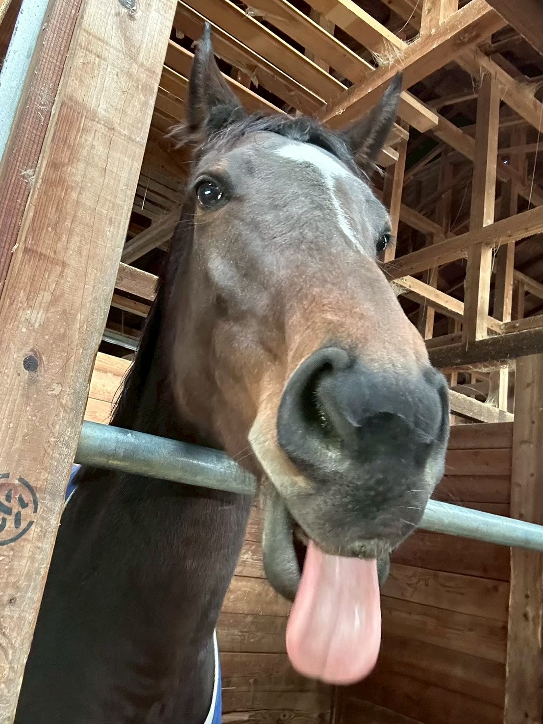 イチョウリタッチ