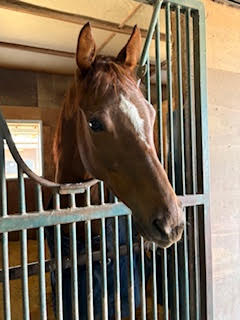 ナムラトレビアン